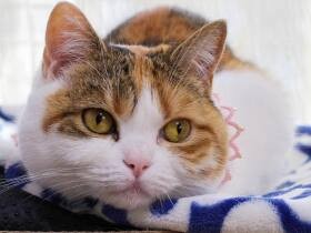 ７歳になったマンチカンの「ほたる」　まだまだシニアだなんて認めないにゃ