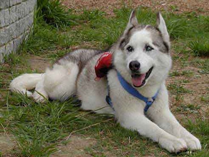 夢枕漠の小説から「しゃもん」と名づけたが、仏教の修行僧の総称でもあった（塩田さん提供）