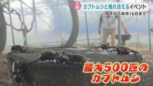 １８日から夏休み　かぶと虫ふれあいの森が宮城・オニコウベスキー場に