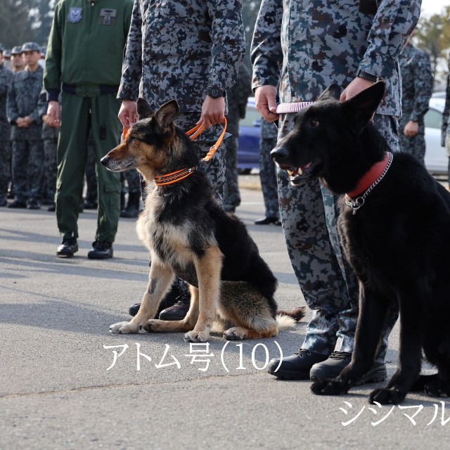 除隊したアトム号とシシマル号／航空自衛隊千歳基地 公式X（@jasdf_chitose）