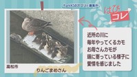 【はぴコレ】近所の川に毎年やってくるカモ・家族で登山　山頂で喜ぶ娘に感じる幸せ　6月23日放送