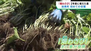 ワサビ生産拡大を目指す　畑ワサビの初収穫　宮城・加美町