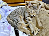 保護当時、安心して眠るこまちゃん（画像提供：むぎさん）