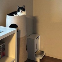 ご飯を食べ終えてくつろぐはちたくんーー右下のお皿に注目（画像提供：@catsEYEeclipseさん＝一部をトリミングしています）