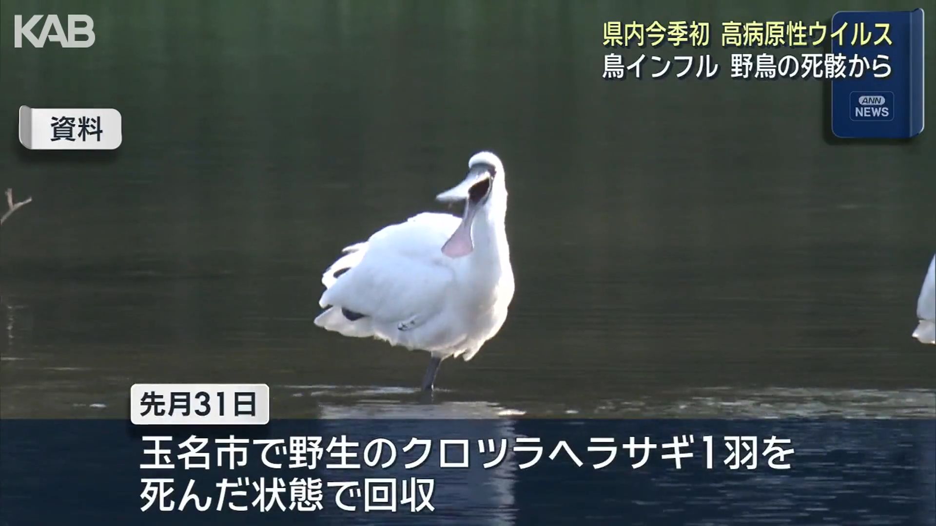 熊本県で今シーズン初めての『高病原性鳥インフルエンザウイルス』野鳥