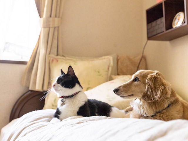 あなたの目となり足となる！ 盲目の猫と飼育放棄されたダックス、種を