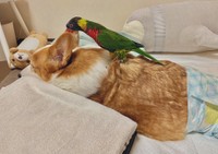 インコ「おかえり〜！」→犬「…」