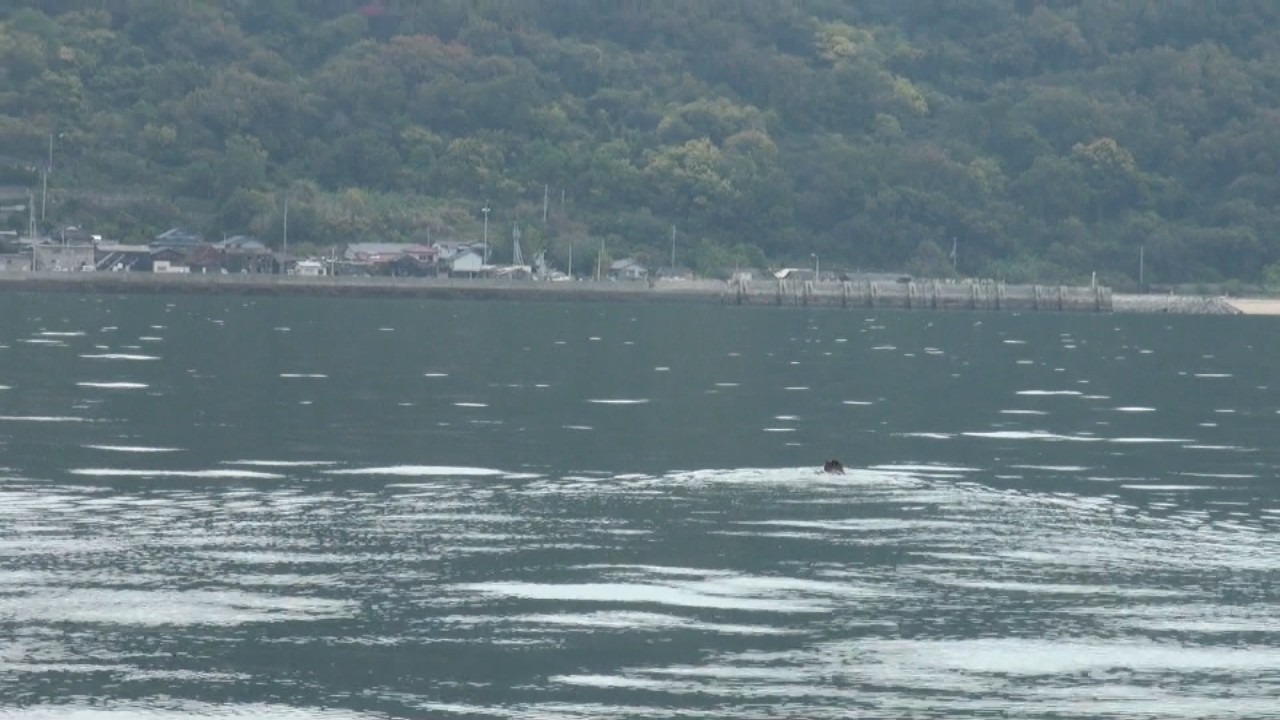 香川・女木島沖で“海を泳ぐイノシシ”撮影 9・10月のイノシシ出没件数は