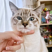 飼い主さんの指にアゴ乗せするちくわくん（画像提供：やくまろさん）