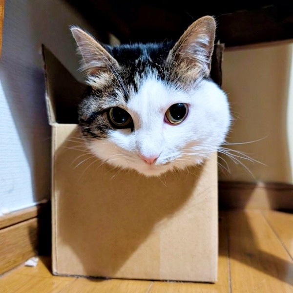 箱のなかからひょっこり顔だけ出したローズちゃん（画像提供：だいちゃんさん）