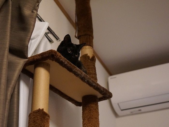 「私もいちばん上が好き。柱ぼろぼろにしてごめん…」