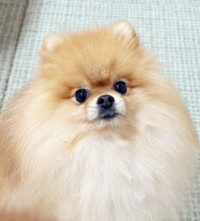 ふわもふのまん丸シルエットがキュートなたぬこちゃん（画像提供：たぬことぽきちさん）