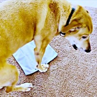 小さなタオルを置くとーー凛ちゃんのリアクションに注目（画像提供：リンちゃんゼルちゃん）