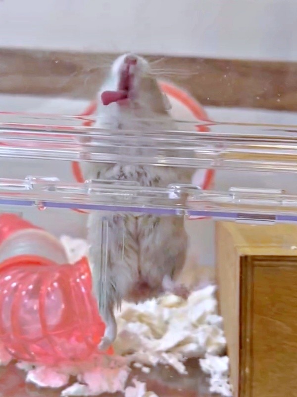 液状おやつをおねだりするはむきちくん（画像提供：まんまるハム日和さん）