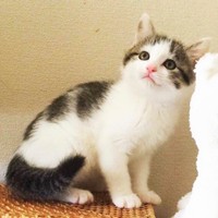 子猫時代、あどけない表情が愛らしいリボンちゃん（画像提供：ココ･リボンさん）