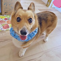 きゅるんとした瞳で飼い主さんを見つめるちろるくん（画像提供：ぷにこ というどすこい。さん）