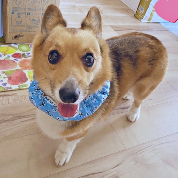 きゅるんとした瞳で飼い主さんを見つめるちろるくん（画像提供：ぷにこ というどすこい。さん）