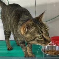 この猫チャンも、猫白血病ウイルスが陽性でした。5歳の時に突然リンパ腫になり、あっという間に天国に行ってしまいました。