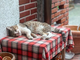 庭に通ってくる野良猫「スンスン」　少しずつ肉付きよく健康に