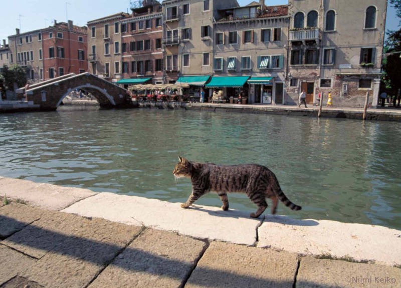 10 月：イタリア（ヴェネツィア）／運河沿いギリギリが、建物に近いところよりも涼しいことを知っていて、暑い日にはどの猫も道の端を歩いていた。水飲み場で水浴びをしている鳩が目に止まり、少し早足になった猫