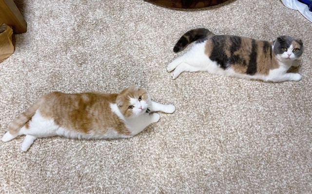 うなぎくんと、同居猫のぽんちゃん。くるくるボールはうなぎくんしか興味がないそうです（提供：うなぎ(うなちゃん)さん）