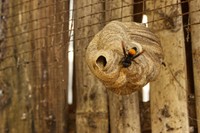 駆除が必要なスズメバチの巣※画像はイメージです（cahiwak/stock.adobe.com/）

