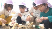 アイガモと触れ合う園児　東かがわ市西山