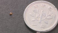 スミレのタネ　1円玉と比べてこのサイズ！