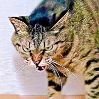 「こっち来ないで！」  シャーと激おこ状態になったフクくん（画像提供：なみおさん）