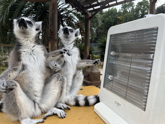 温まりやすいようにストーブに向かって手を広げます　写真提供：日本モンキーセンター