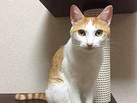 いろんな可愛らしい声でおしゃべりするよ　保護猫の「めい」