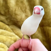 まるでエリンギ！？ 物音に驚いてシュッとする御米ちゃん（画像提供：白 御米と御萩さん）