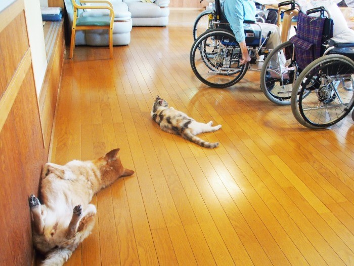 いつもみんなのそばが好き。モモときらら。