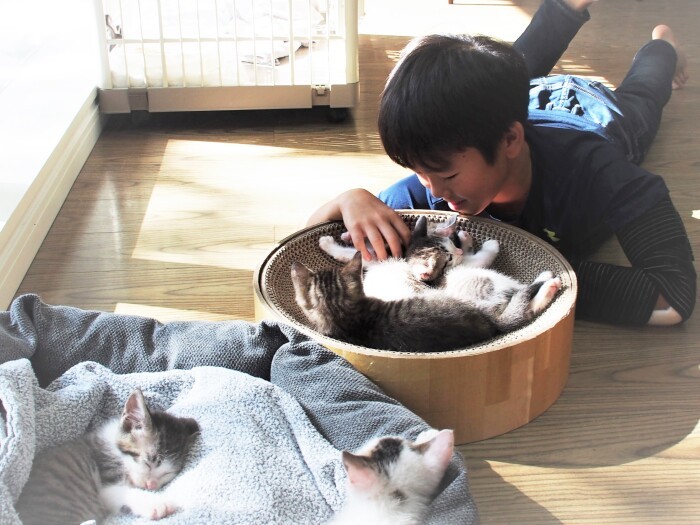 いつまで見ていても飽きない子猫の愛らしさ