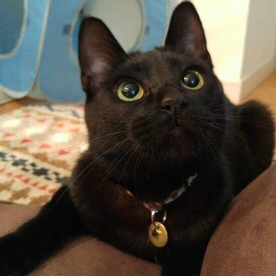 家にきたころの「らん」