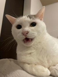 にゃんですか〜？＝いつでもどこでも猫まみれさん（@moon09_take）提供