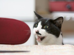 元野良猫「ぽんた」の不満と不安　久しぶりに夜中に大声で鳴いた（12）