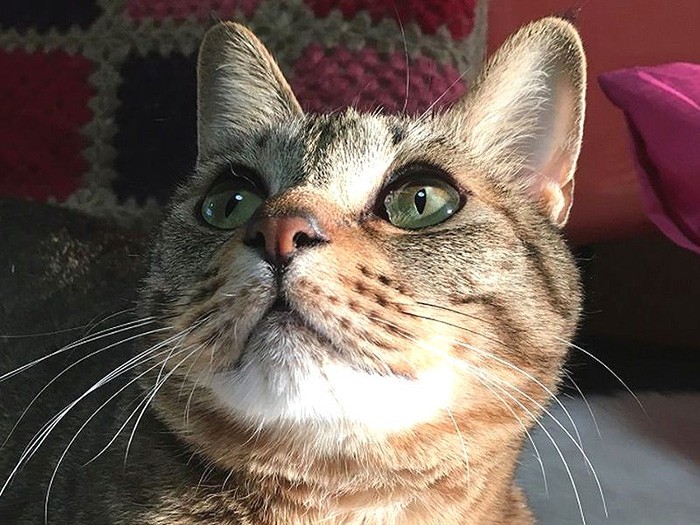 ハンサムなレオ