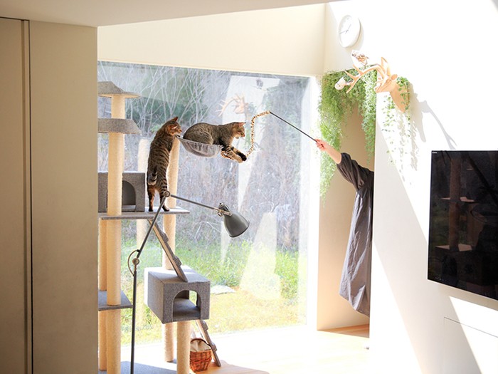 飼い主さん特別出演の猫じゃらし！