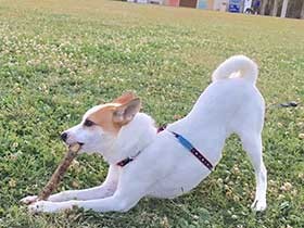 名前を呼ぶとじっと見つめてくれる　元保護犬の「トト」