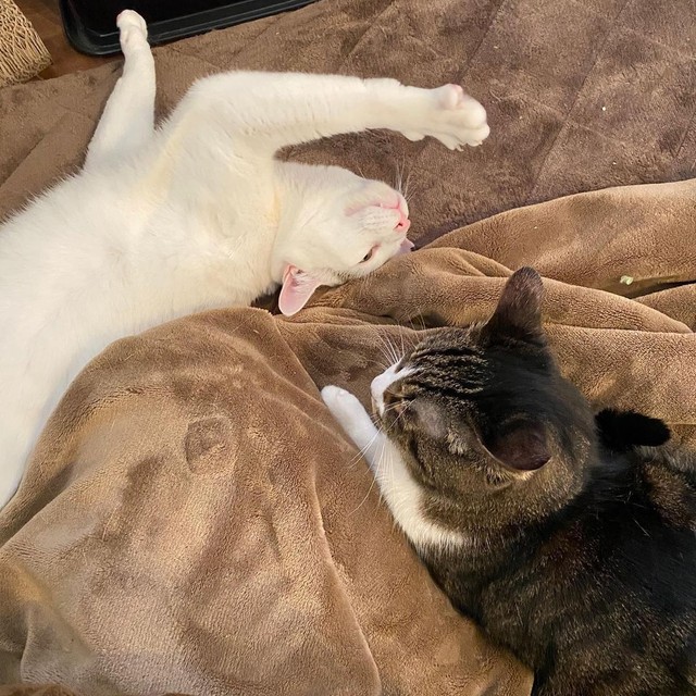 後輩猫おとうふちゃんとヒーターの前でまったり