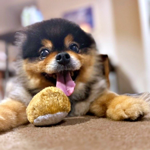「ボール投げて！」とアピールするたろ吉ちゃん（画像提供：たろ吉（メスのポメ）の飼い主さん）