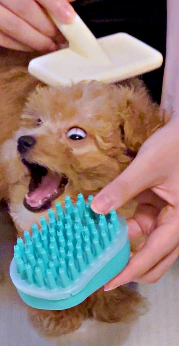 2個目のブラシに驚くからあげちゃん（画像提供：からあげという犬さん）