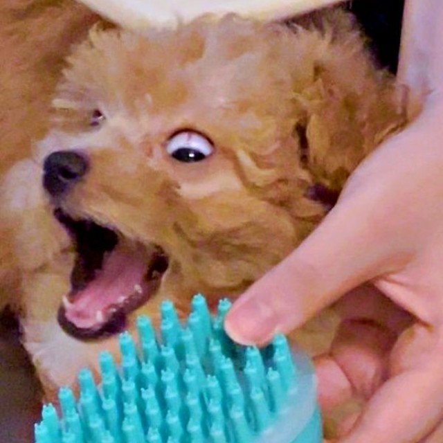 2個目のブラシに驚くからあげちゃん（画像提供：からあげという犬さん）