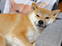 ソファでまったりくつろぐムギちゃん（画像提供：柴犬ムギさん）