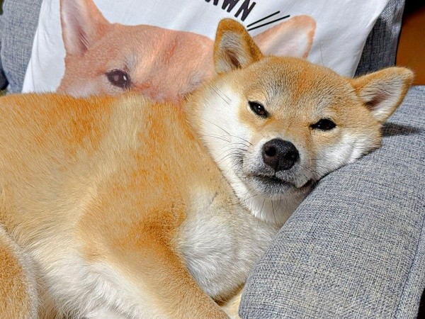 ソファでまったりくつろぐムギちゃん（画像提供：柴犬ムギさん）