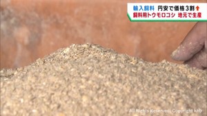 輸入飼料が高騰　畜産農家に地元産トウモロコシの飼料を販売　宮城・ＪＡ古川など