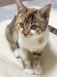子猫時代、小さくあどけない表情がキュートなひなちゃん（画像提供：ひなてまリンさん）