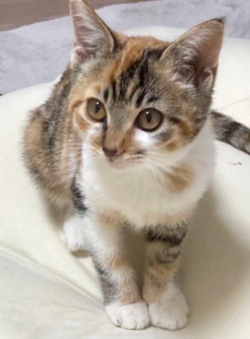 子猫時代、小さくあどけない表情がキュートなひなちゃん（画像提供：ひなてまリンさん）