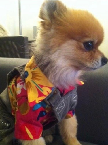 子どもとシュクレとお揃いで作ったアロハシャツを着たシュクレ